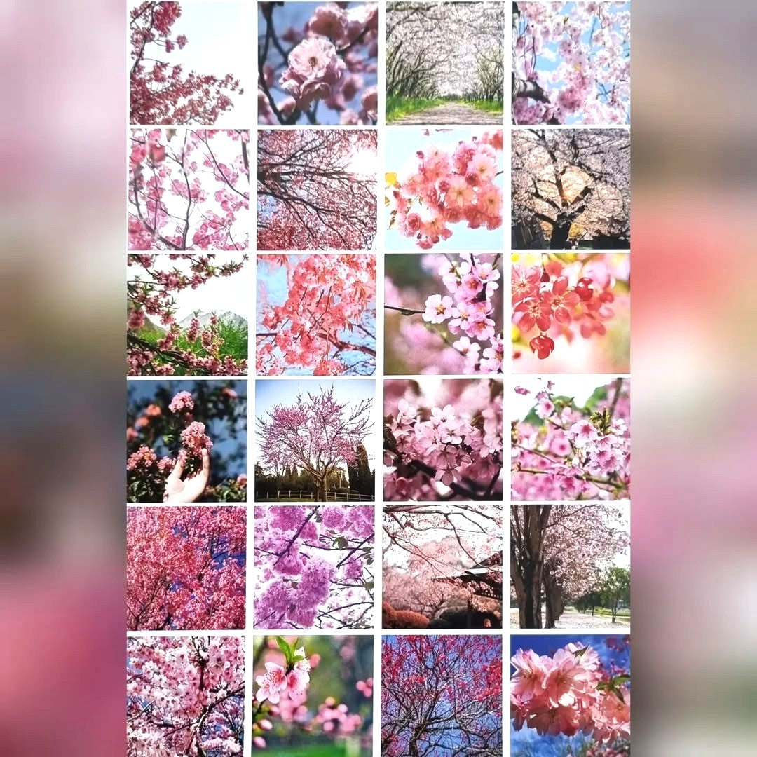 Sticker Sheets - Cherry Blossom Theme