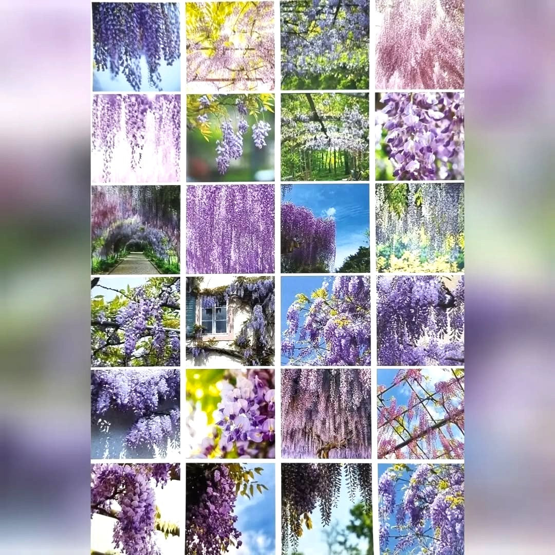 Sticker Sheets - Wisteria Theme