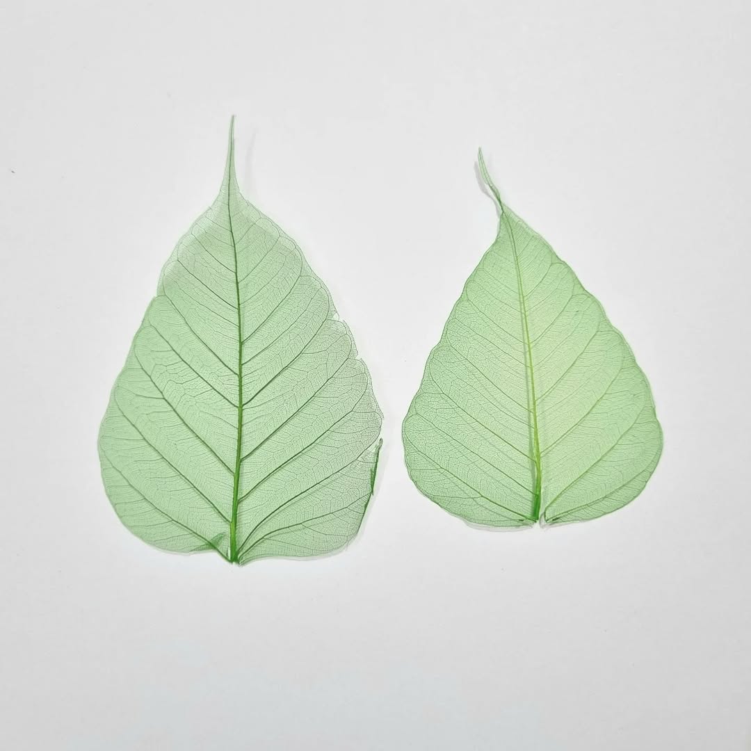 Peepal Skeleton Leaf