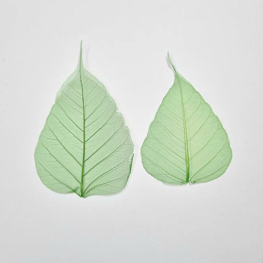 Peepal Skeleton Leaf