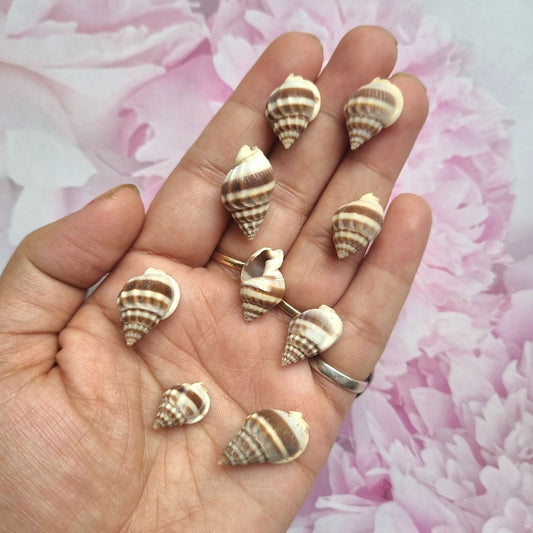 Sea Shell - Design 01